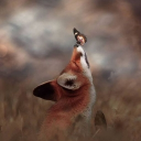 Discovery icon for EarthFox Discord server