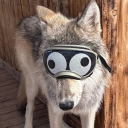 Discovery icon for The Wolp Den Discord server