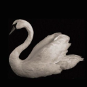 Discovery icon for silly goose club   ୭₊˚ Discord server