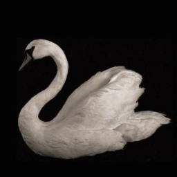 Discovery icon for silly goose club ୭₊˚ Discord server